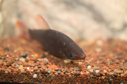 Threespot Headstander