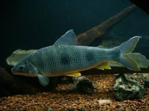 Threespot Leporinus