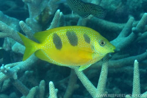 Threespot Rabbitfish