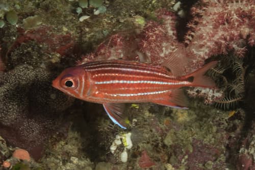 Threespot Squirrelfish