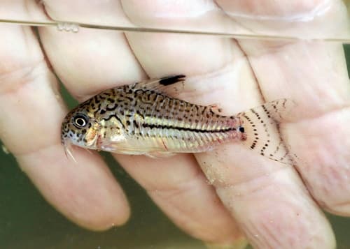 Threestripe Corydoras