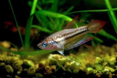 Threestripe Gourami