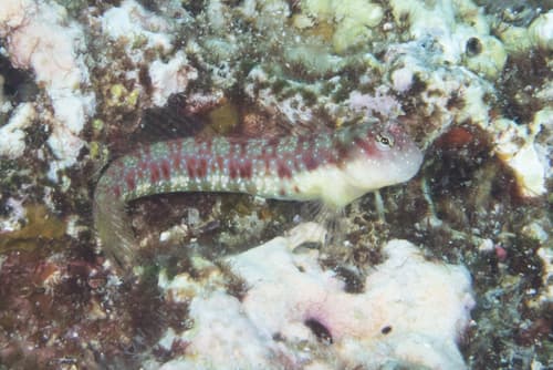 Throatspot Blenny