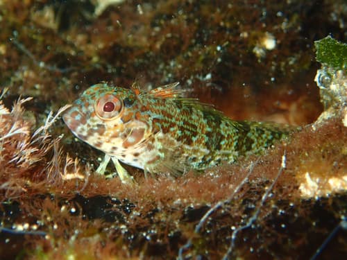 Throatspotted Blenny