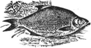 Common Bream