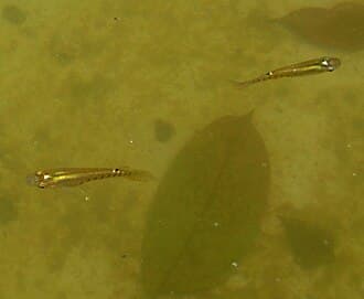 Striped Panchax