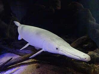 Albino Alligator Gar