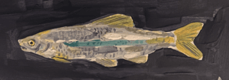 Ocmulgee Shiner