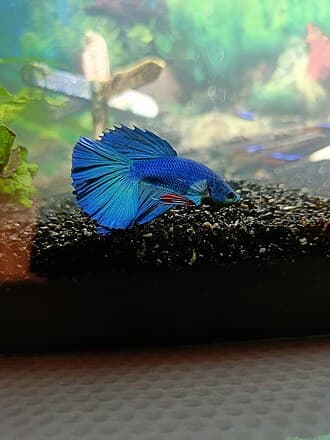 Veil Tail Betta