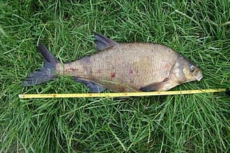 Common Bream