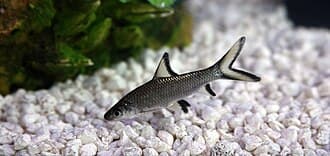 Bala Shark