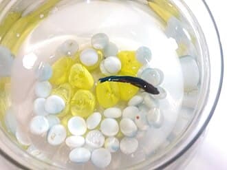 Betta Fish
