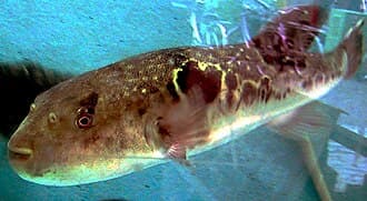 Japanese Pufferfish