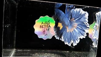 Halfmoon Betta