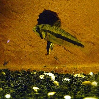 Cockatoo Dwarf Cichlid