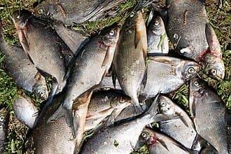 Common Bream