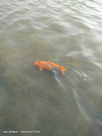 Koi