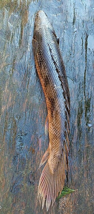 Ornate Bichir
