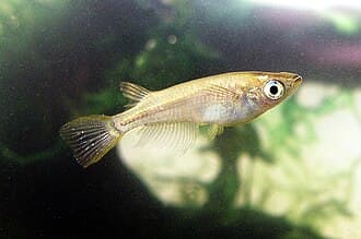 Ricefish (Japanese)