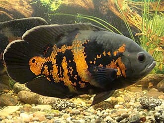 Red Tiger Oscar
