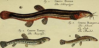 Weather Loach