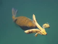 Yellow Boxfish