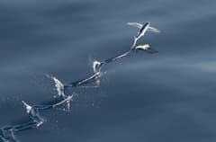 Atlantic Flyingfish