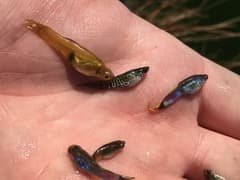 Guppy