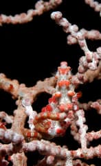 Seahorse