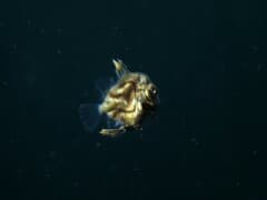 John Dory