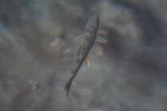 Arctic Char