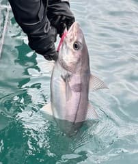Haddock