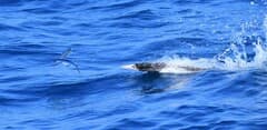 Atlantic Blackwing Flyingfish