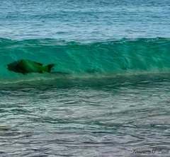 Rainbow Parrotfish