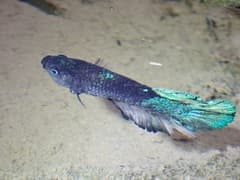Betta