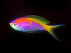 Bartlett's Anthias
