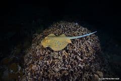 Bluespotted Fantail Ray