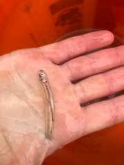 Atlantic Herring