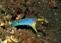 Ribbon Eel