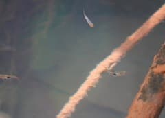 Harlequin Rasbora