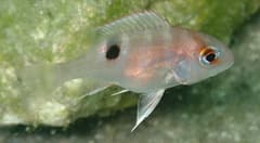 Snapper (Red)