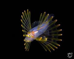 Lionfish