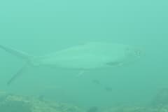Milkfish