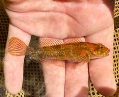Blue Ridge Sculpin