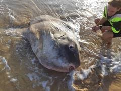 Ocean Sunfish