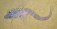 Icefish