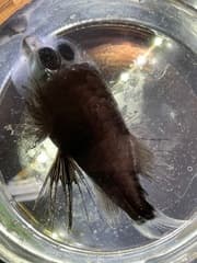 Barreleye Fish