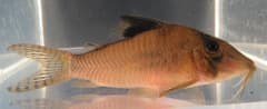 Masquerade Corydoras