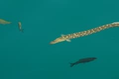 Spiny Eel