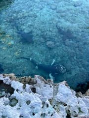 Nurse Shark